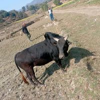subashdhakal496