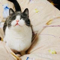 xziyb