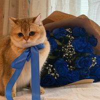 zoo_cats66