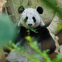 原聲 - TraCey🐼ғwғʏ