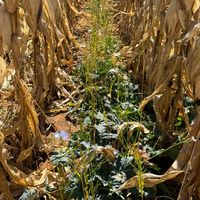 rsa.regen.farmer