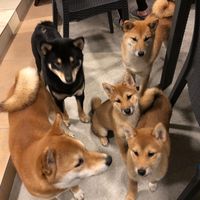 sibainu_daimon