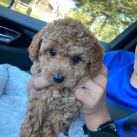 moka_goldendoodle