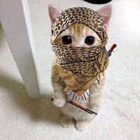 .mustafa.ismail
