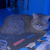 original sound - pupupu_2102