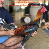 chanwutpakkolapan