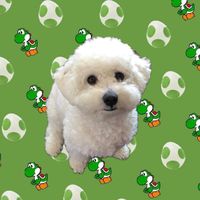 yoshi_bichonfrise