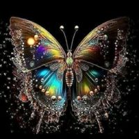 butterfly.point