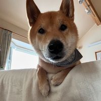 tom_machi512