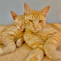 catcervejinha.catchoppin