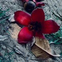 original sound - ash__295