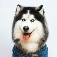 oceandogdog