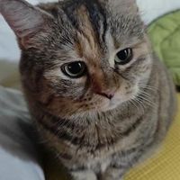 benqtml