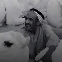 الصوت الأصلي