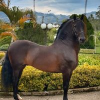 caballos12_colombianos