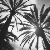 original sound - melodias017