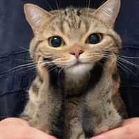 suara asli - arsennnnal