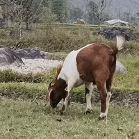 original sound - aparichitmanxema1