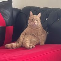 joeytheorangecat1