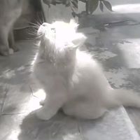roza_aov