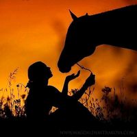 amorhipico