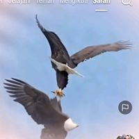 suara asli - duainsan bercinta