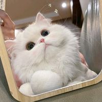 เสียงต้นฉบับ - แมวเหมียวงับ🐈