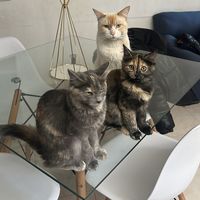 cats_doggggg