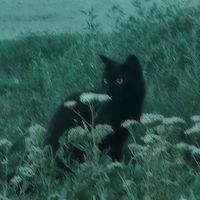 miluowi