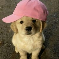 gabiilops_