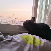gibkae__