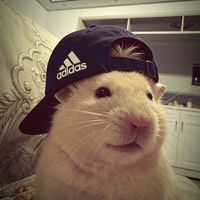 suara asli - Han🍀