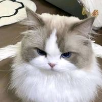 user361264015