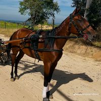 cocao780