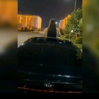 sheikhlahorigirl090