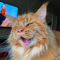 lord_henry_official_cat