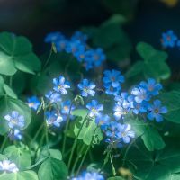 âm thanh gốc - Thịnh Hạ🌷