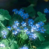 original sound - thinhhaiuhoa