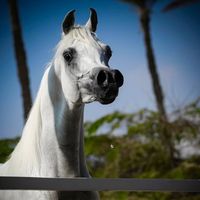 arabianhorsees
