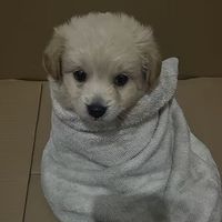เสียงต้นฉบับ - SHIBA
