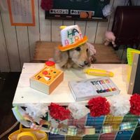 オリジナル楽曲 - ミニチュアダックスサリーとトイプードルひなた
