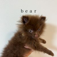 bear_no_nichijou
