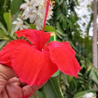 boonytasha
