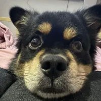 original sound - mincho08_