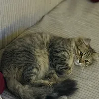 original sound - alshek.almhdi