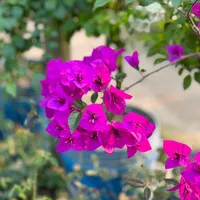 original sound - md.al.mamun.biswas