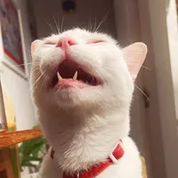 original sound - buathecat