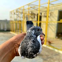 daryakhan_pigeon