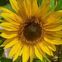 andy.girasoles