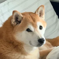 original sound - yeedasu